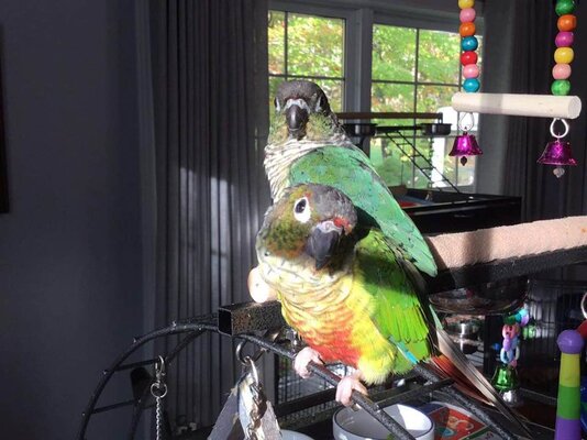 conures.jpg