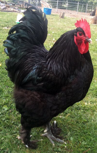 croad_langshan_cock_2_4eb30ed5.jpg