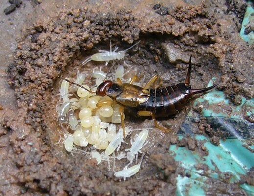 Earwig-nest-with-mother-nymphs-eggs.jpg