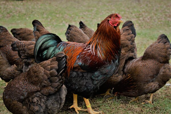 Partridge Chantecler.jpg