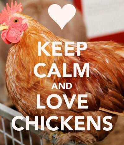 9305883f308cb4a88eaca04032f5eca7--chicken-quotes-keep-calm-and-love.jpg