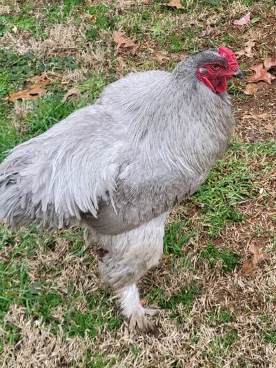 Lavender / Self Blue Brahma Rooster  BackYard Chickens - Learn How to  Raise Chickens