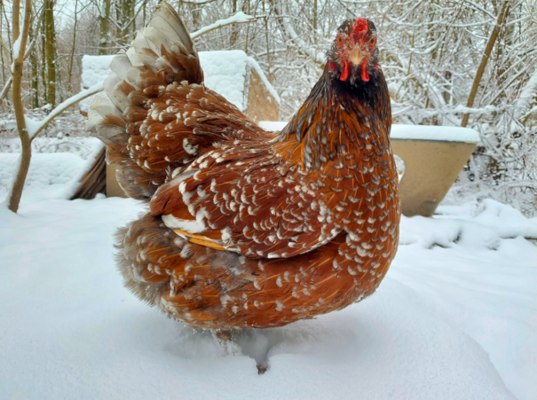 Screen Shot 2022-01-11 at 6.29.28 PM.png