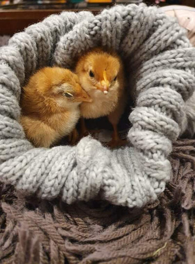 RIRxLB Chicks.jpg
