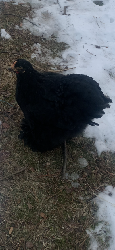 black cochin 1.PNG