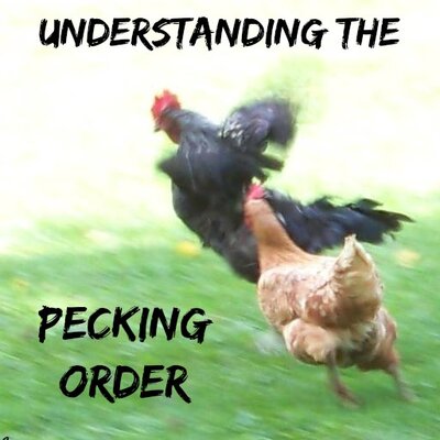 peckingorder.jpg