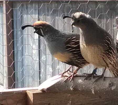 quails2.jpg