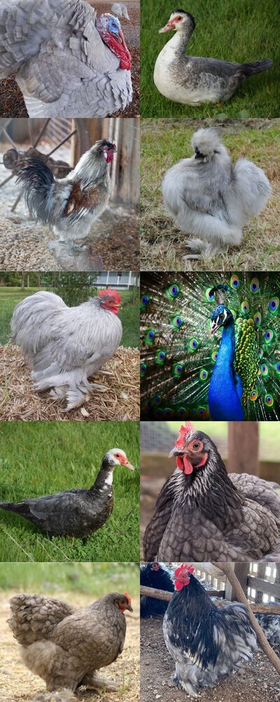 10 Blue Fowl Examples (800 × 2000 px).jpg
