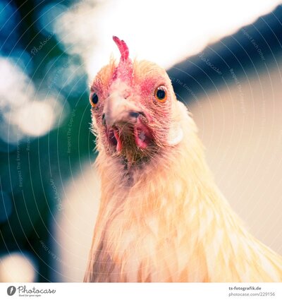 229156-what-now-chicken-midget-iv-animal-farm-animal-photocase-stock-photo-large.jpeg