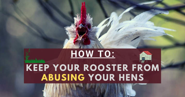 How To Keep Your Rooster from Abusing Your Hens