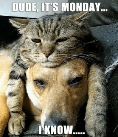 funny-monday-dude-meme.jpg