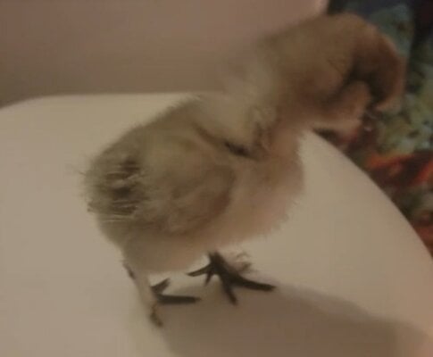 Screenshot_20220122-164501_Video Player.jpg