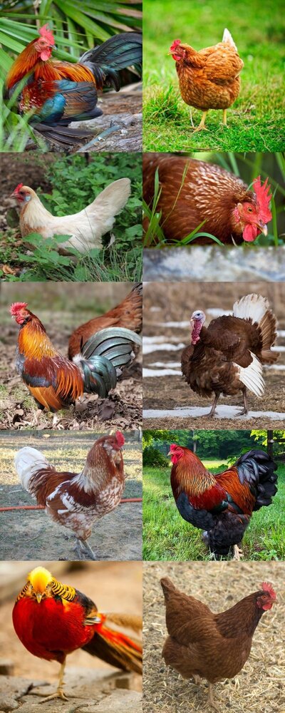 red pyle 10 Red Fowl Examples (800 × 2000 px) (1).jpg