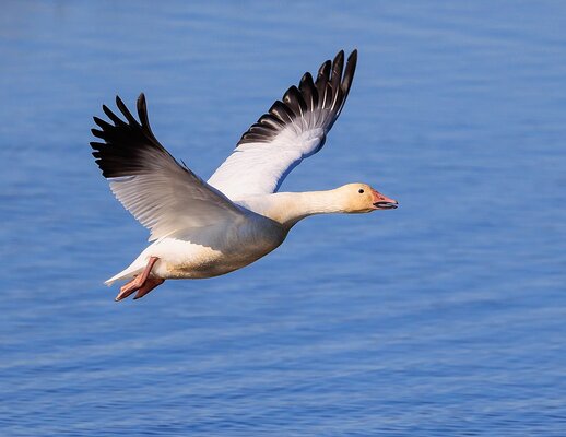 1280px-Snow_goose_taking_off_at_Gray_Lodge_Wildlife_Area-0058.jpg
