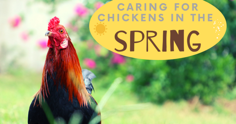 Caring For Chickens In The Spring