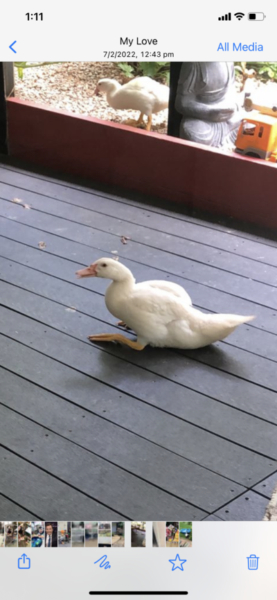 Ducks have veeeery long legs : r/memes