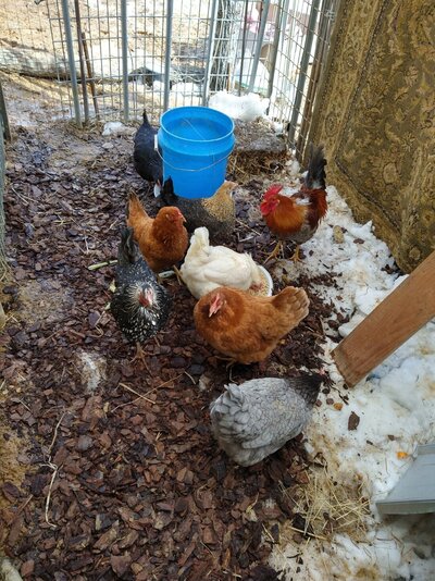 new flock A.jpg