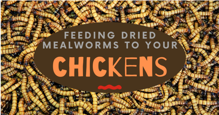 Feeding Dried Mealworms To Your Chickens