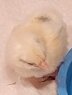 chick 1.jpg