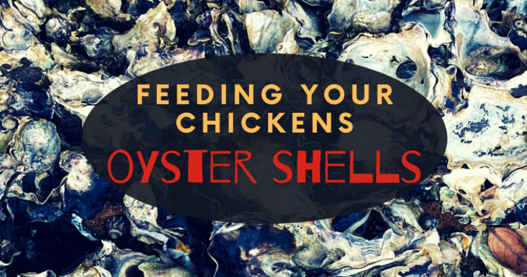 Feeding Your Chickens Oyster Shells