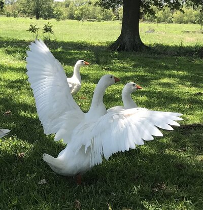 smallIMG_4093wings.jpg
