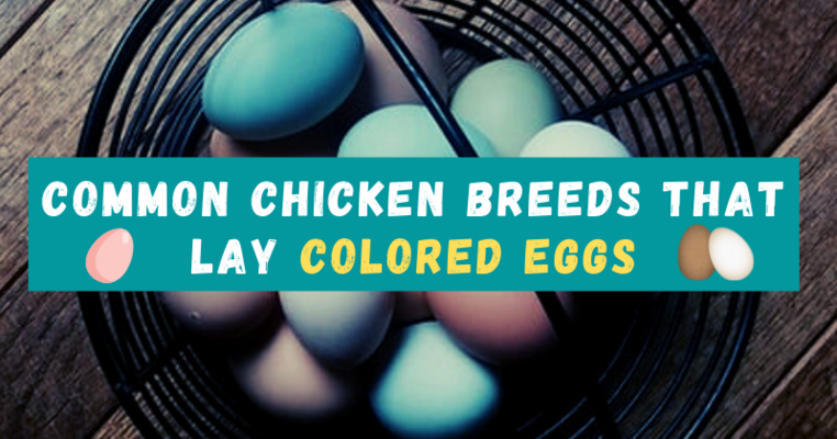 Common Chicken Breeds That Lay Colored Eggs