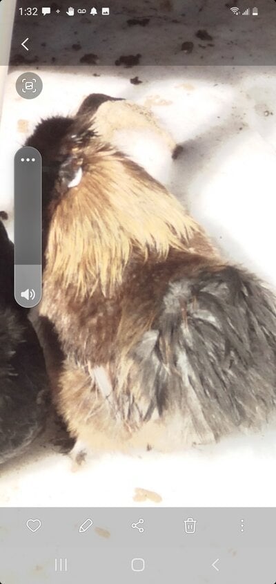 Screenshot_20220226-133248_Gallery.jpg