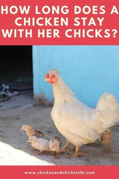 How-Long-Does-a-Chicken-Stay-With-Her-Chicks.jpg
