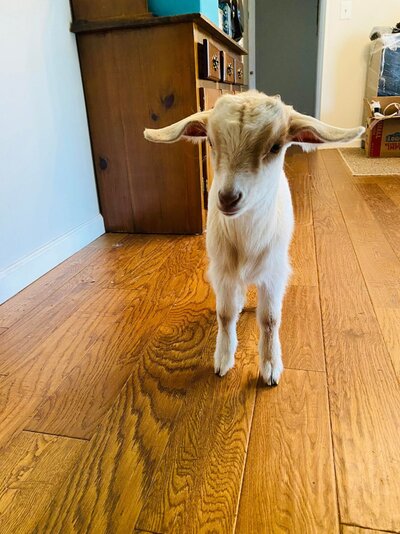 GoatN.jpg