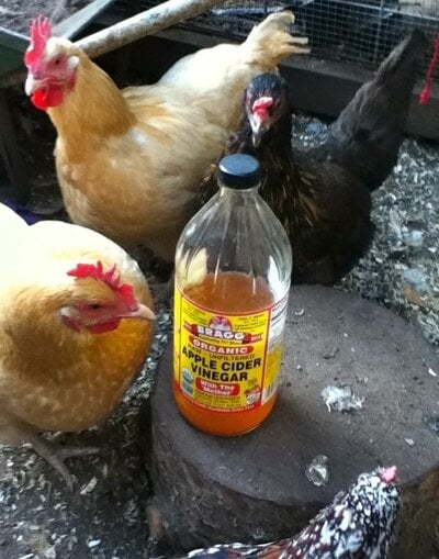 Using Apple Cider Vinegar On Your Chickens