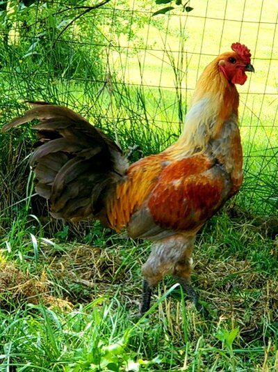 My beautiful Belgian Liege Fighter .jpg