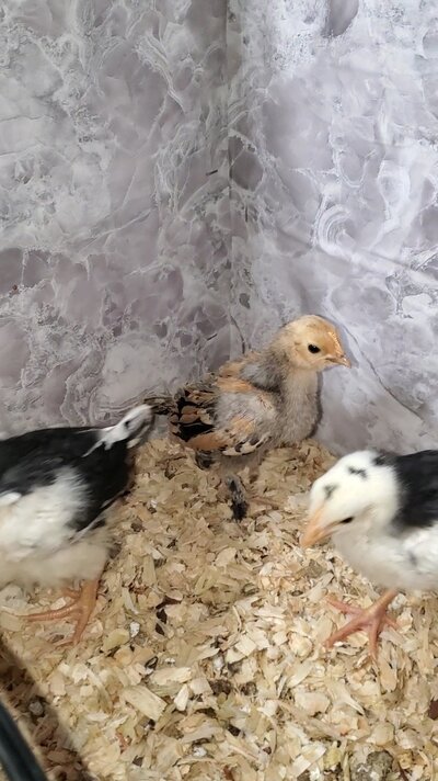 VideoCapture_20220310-192823.jpg