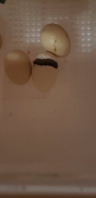 20220311_202505.jpg