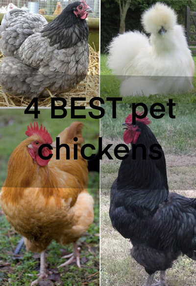 4 Of the BEST pet chicken breeds