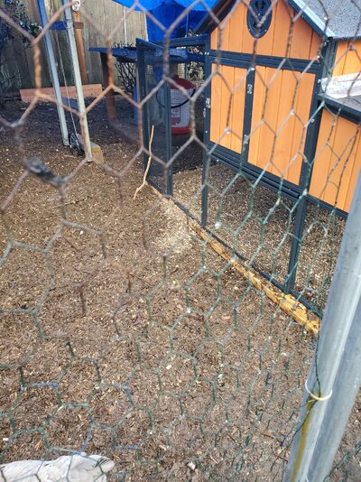 3.16 chicken run.jpg