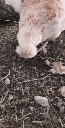 66o9qg.gif