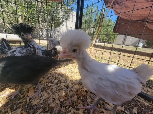 hennifer and silvers.jpg
