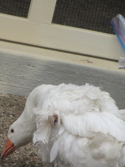 IMG_7380.JPG