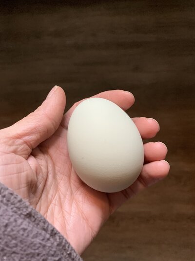92F59733-8A74-41E5-B084-9D0766B3FA07.jpeg