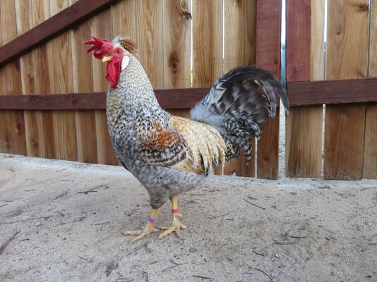 Marie Bethell Bird 1.JPG
