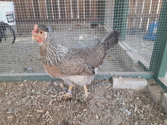CL pullet #1.jpg