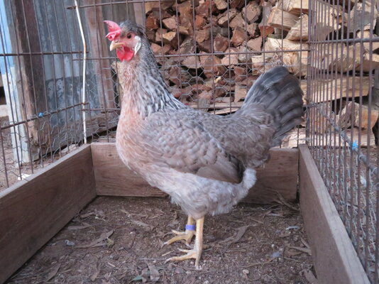 Marie Bethell Cream Pullet Bird 2.JPG