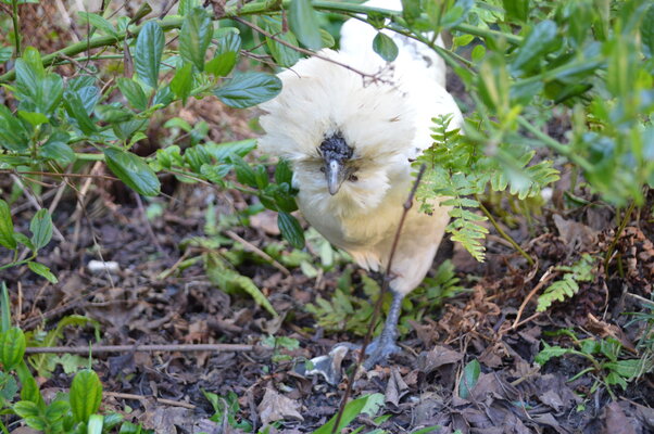 DSC_0033.JPG