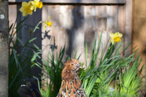DSC_0115.JPG