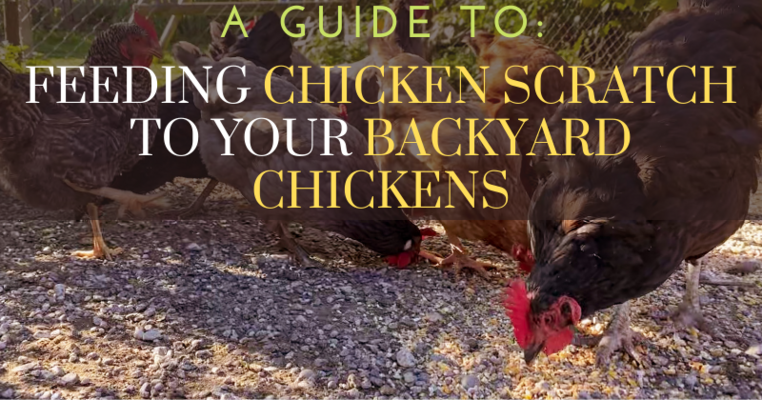 A Guide to Feeding Chicken Scratch to Your Backyard Chickens