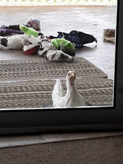 0303 Let Me In.jpg