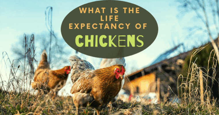 What Is The Life Expectancy of Chickens?