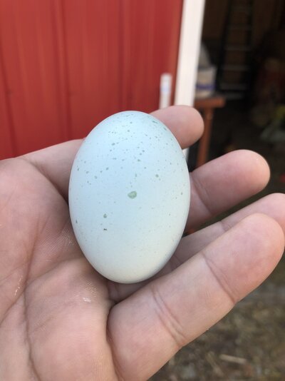 Green speckles blue egg project
