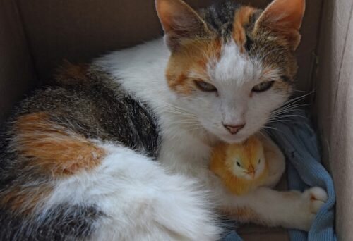 sleepycat_chick_blog-500x0-c-default.jpg