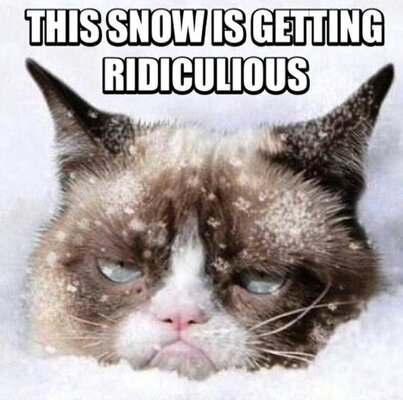 3a87c035c47f5b1ebb9b373ae909e893--grumpy-cat-humor-grumpy-kitty.jpg